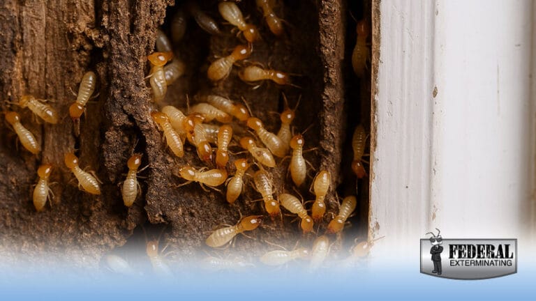 The-Dangers-of-Formosan-Termites-Image-1